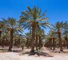 Date Palms, Coachella Valley, California, USA. Art Print